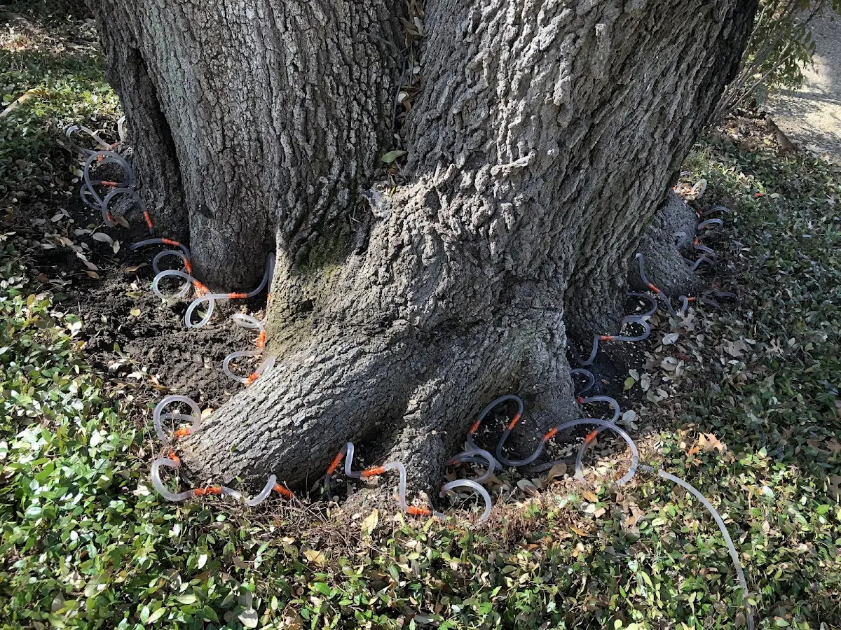 Detailed Tree Cabling and Bracing job site in Du Pont