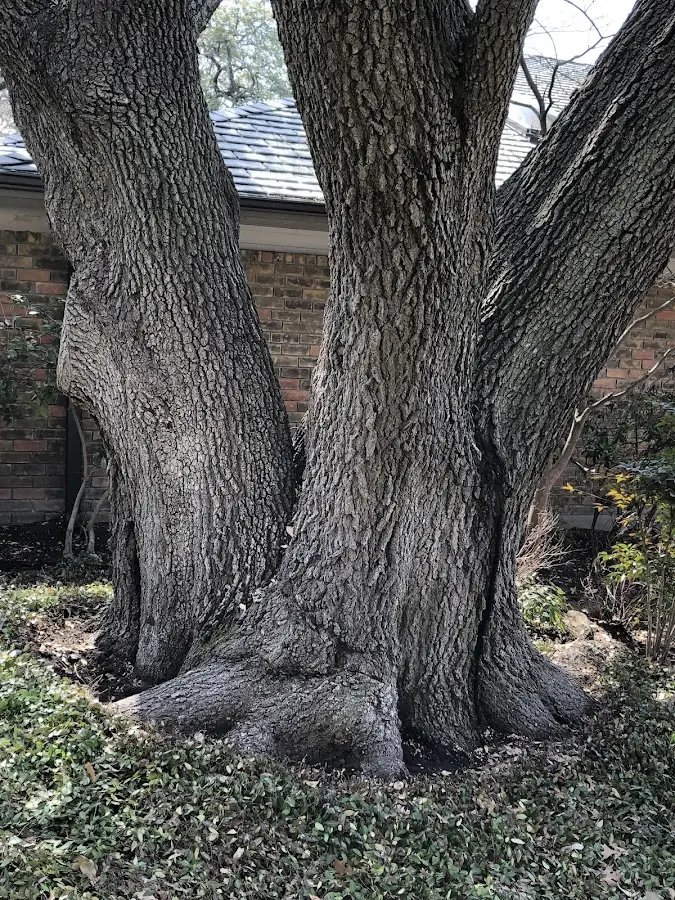 Mature heritage tree close to a Du Pont property cared for by certified arborists